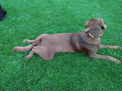 Bernsteinkette für Hunde mit EM Keramik, Schildkröten türkis & Peace