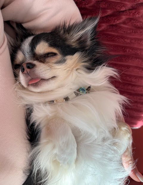 EM-Keramik Halsband Leo mit Muscheln