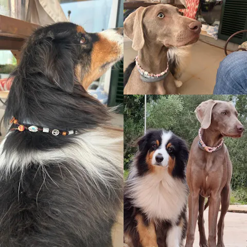 EM-Keramik Halsband Zeckenhalsband Peace and Love