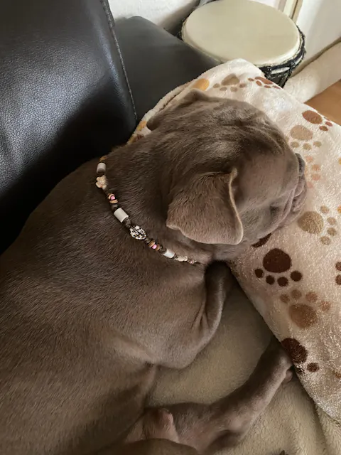 EM-Keramik Halsband Leo mit Muscheln