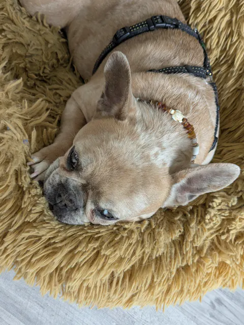 Bernsteinkette für Hunde mit EM Keramik und Schildkröten