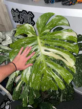 User picture