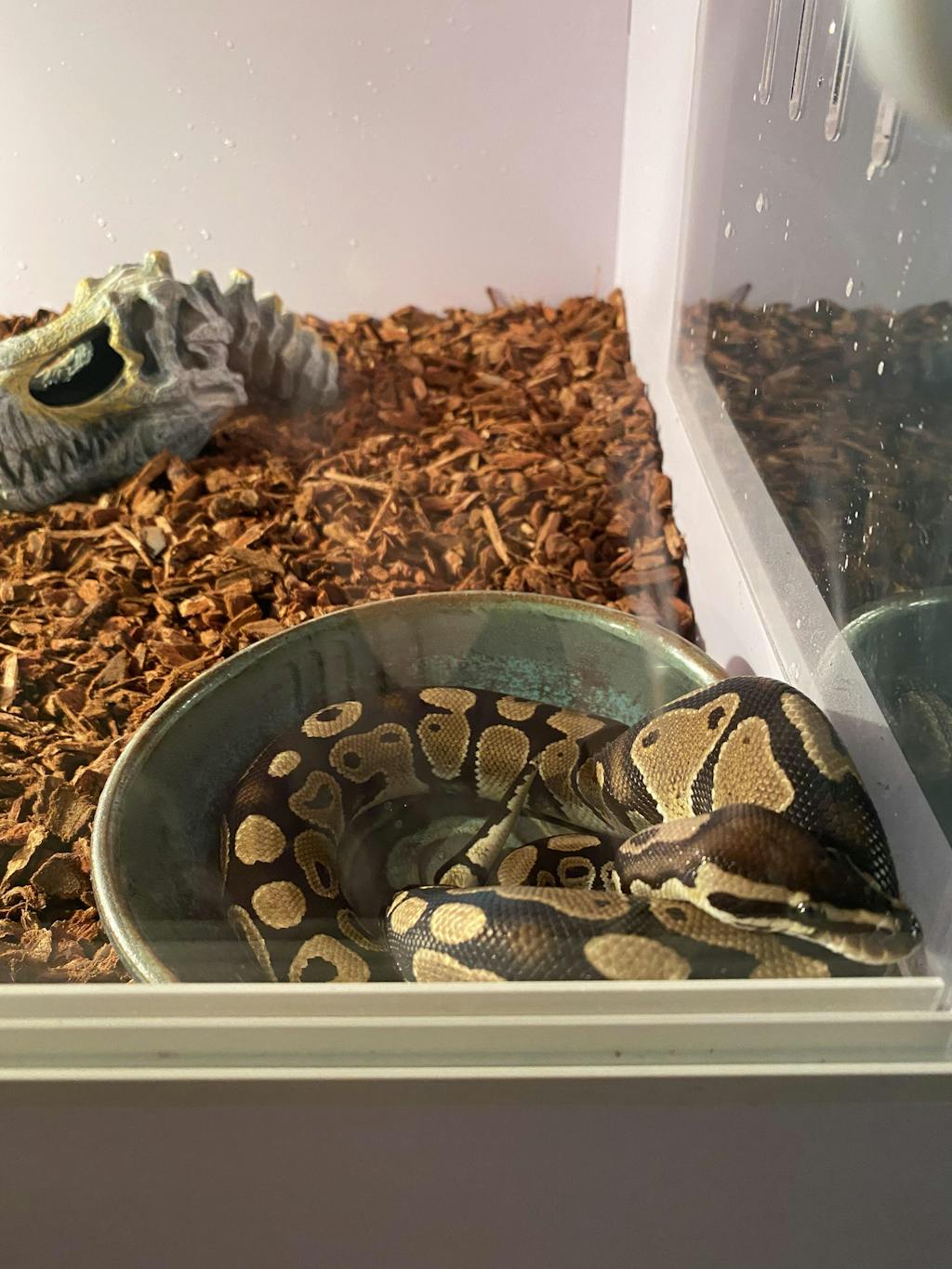 PVC Enclosure Medium (60 Gallon) Lowcountry Reptiles