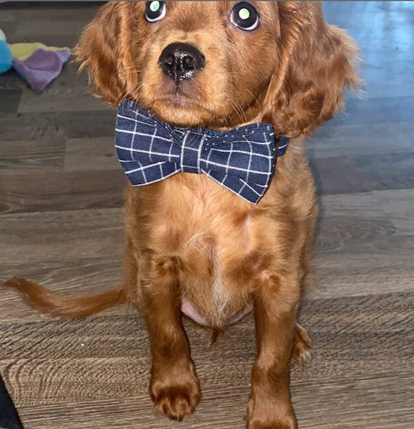 Custom Deep Blue Plaid Dog Collar Bow Tie Set