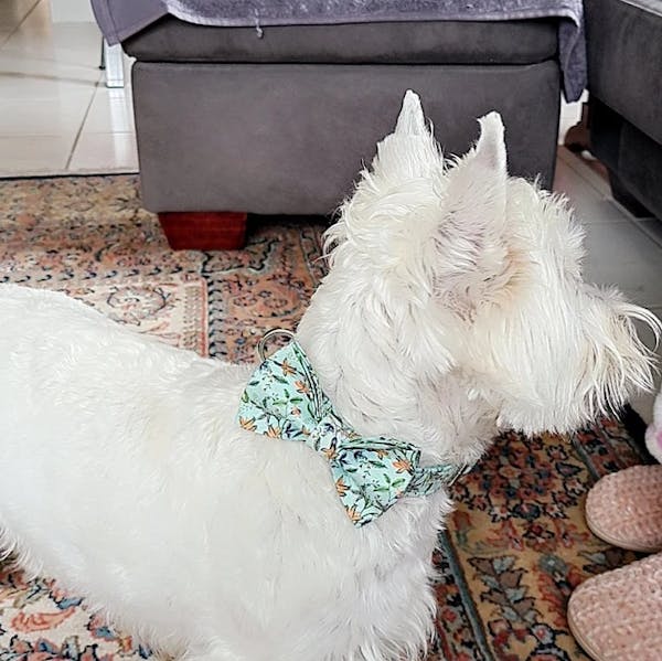 Custom Blue Flower Dog Collar Bow Tie Set