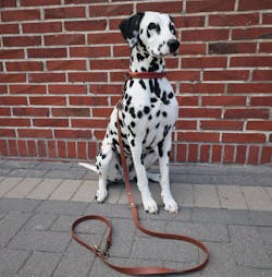 LuBo-dogs