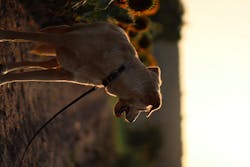 Scottish Beige Hundehalsband