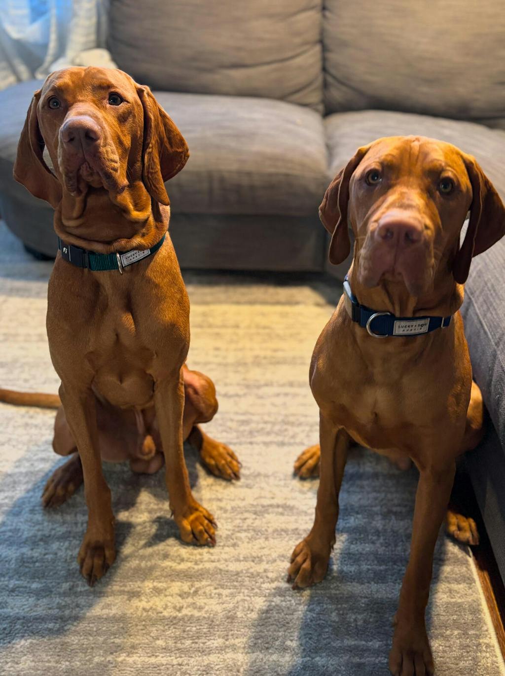 Fi Collar Band - Navy Blue