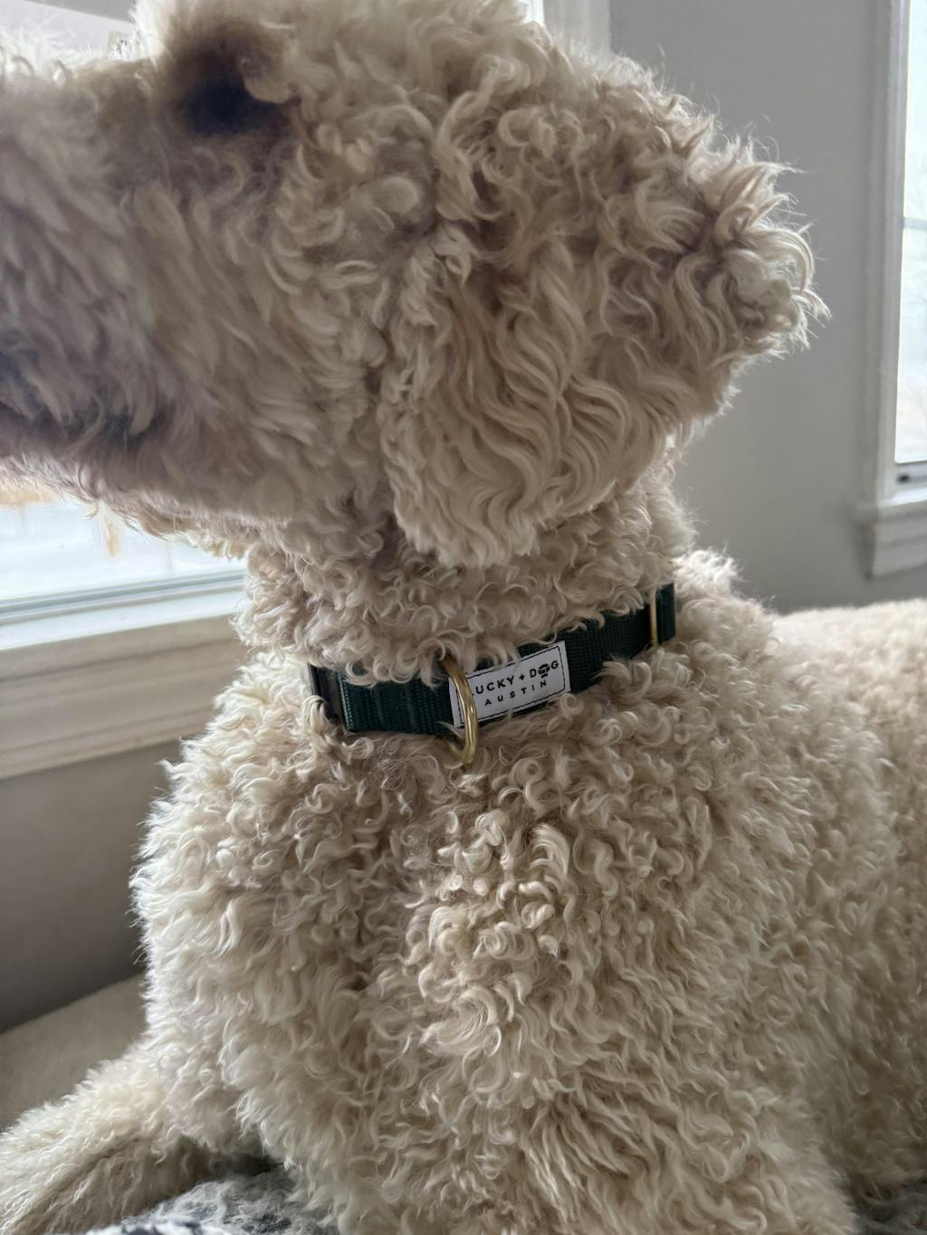 Fi Collar Band - Mix & Match