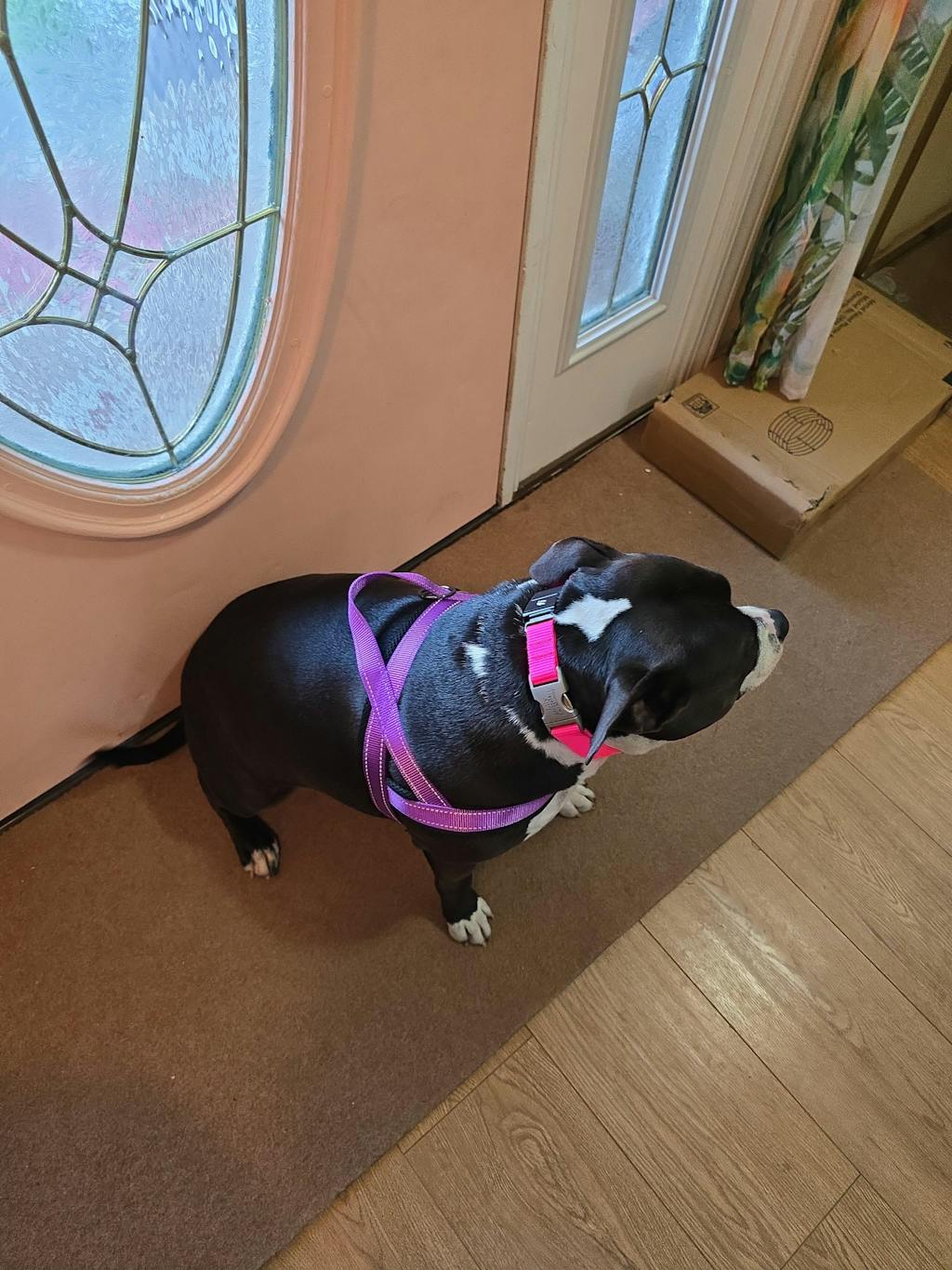 Fi Collar Band - Purple