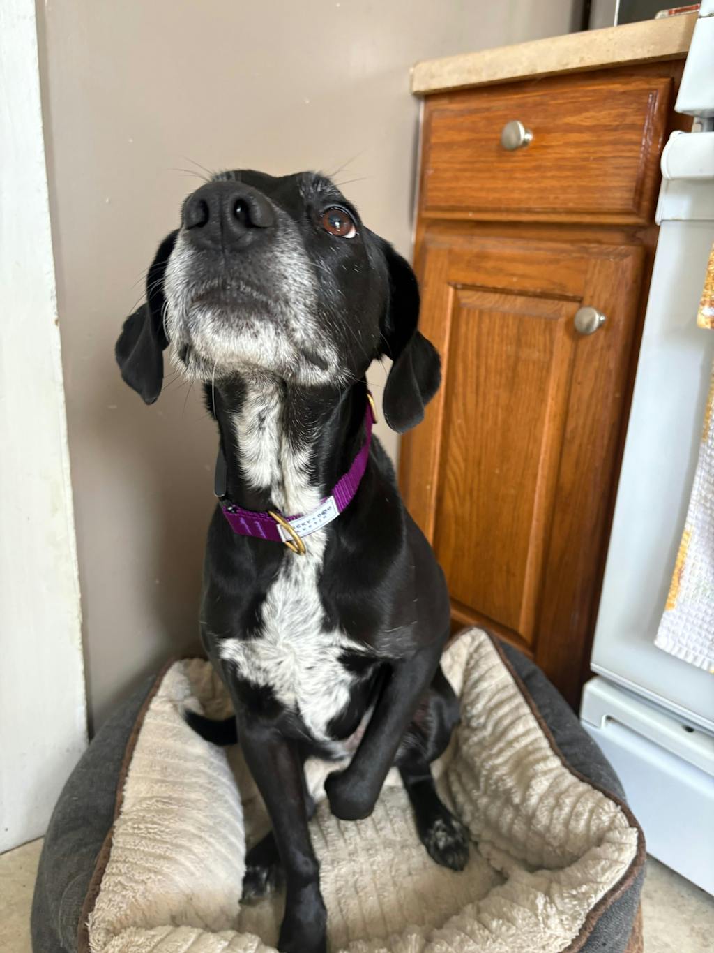 Fi Collar Band - Purple