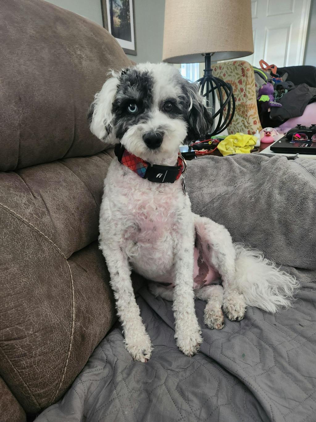 Fi Collar Band - Harvest Check