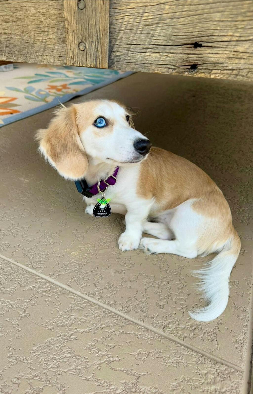 Small Dog Activewear Fi Collar - Purple