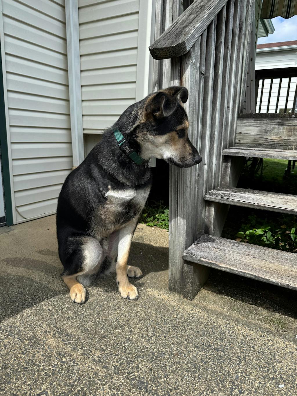 Fi Collar Band - Forest Green