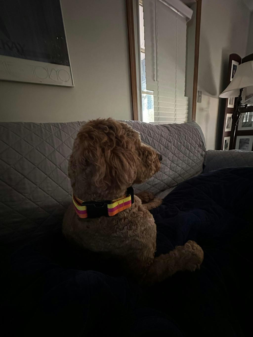 6 ft. Leash - Sunset