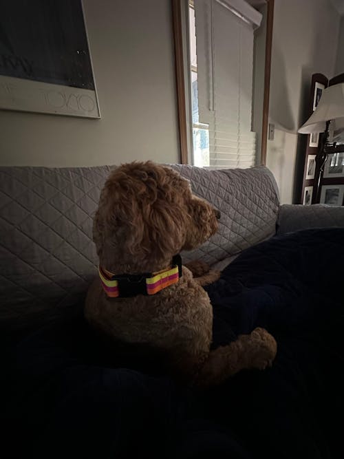 6 ft. Leash - Sunset