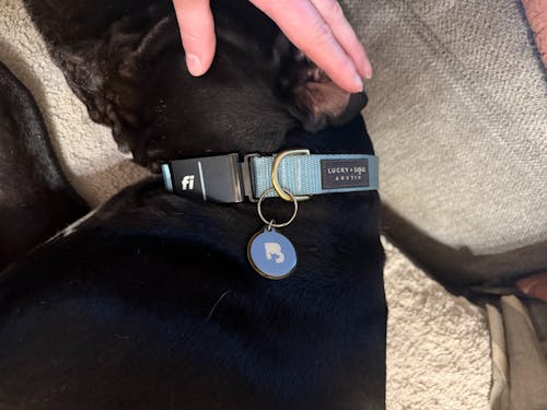 Fi Collar Band - Baby Blue