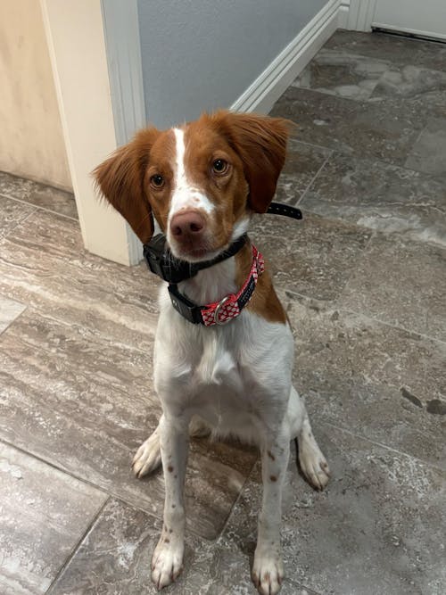 Fi Collar Band - Goochie