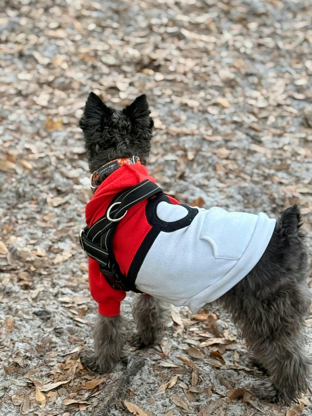 Fi Collar Band - Poppy Bloom