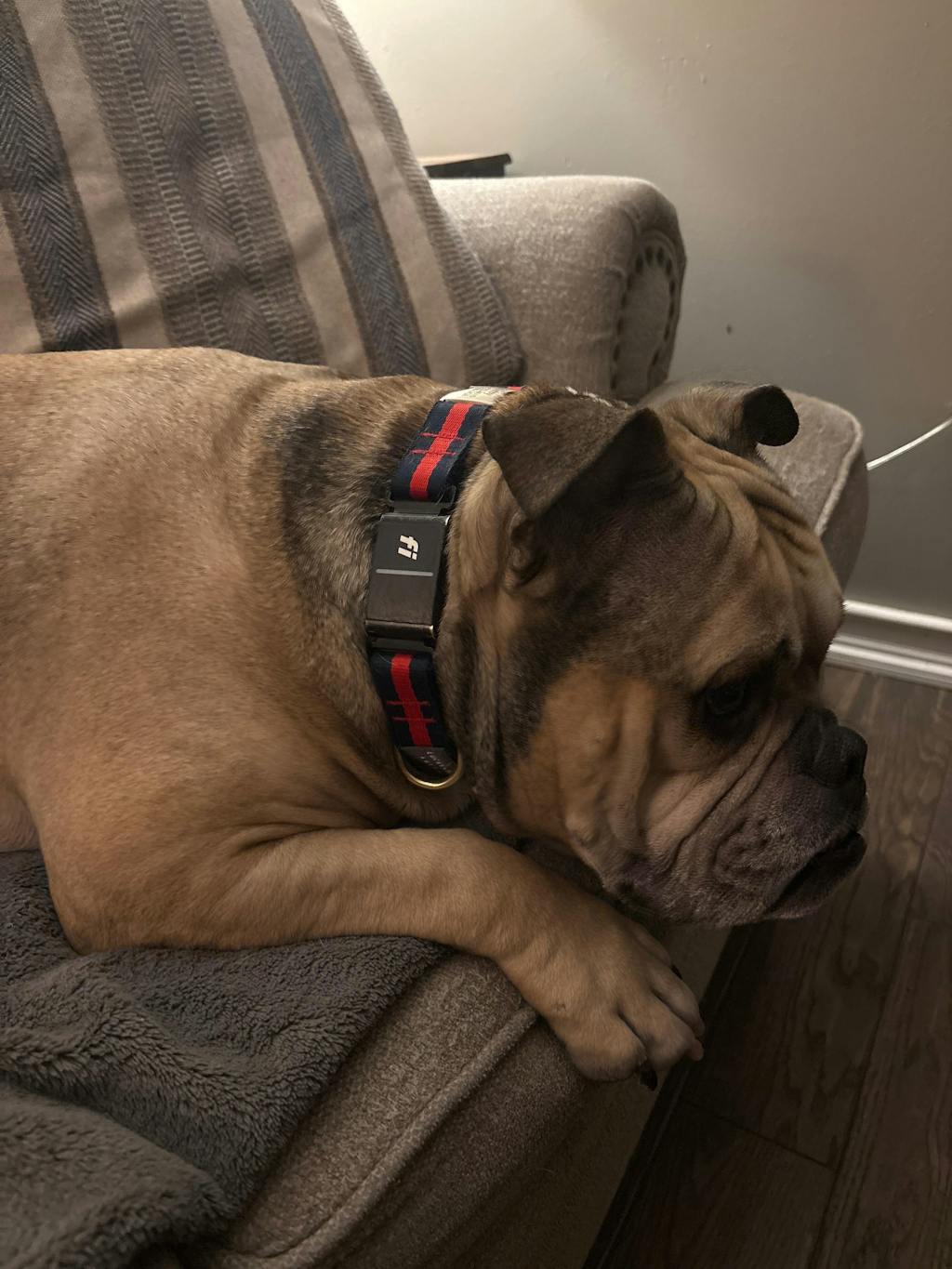 Fi Collar Band - Polo