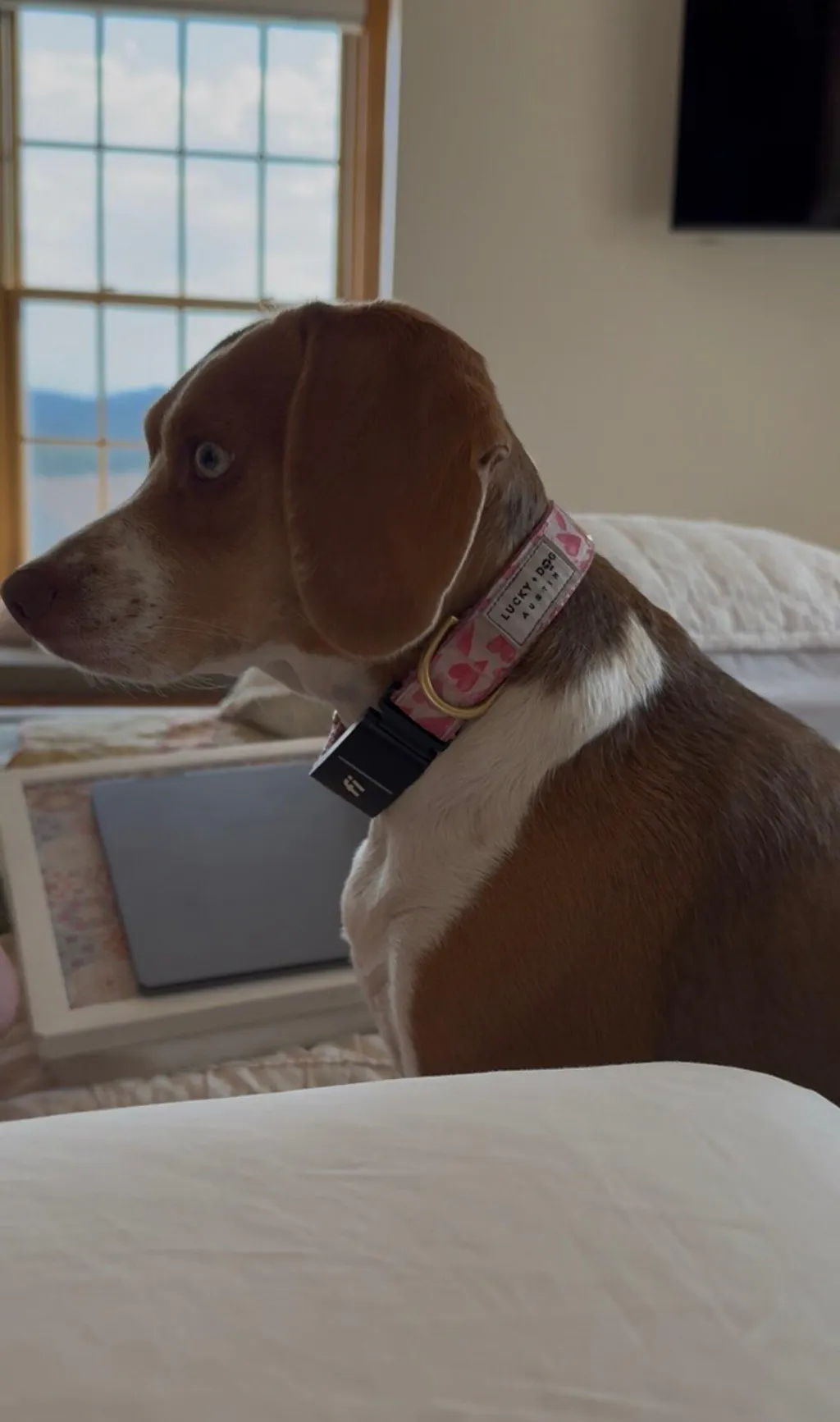 Fi Collar Band - Watercolor Hearts