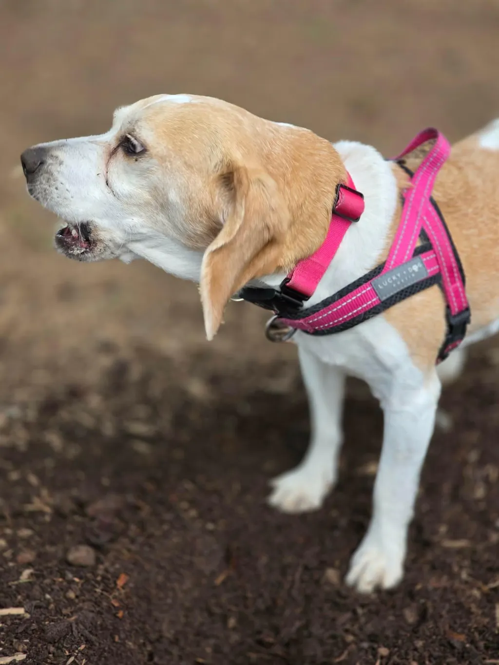 Quick-Fit No-Pull Harness - Hot Pink