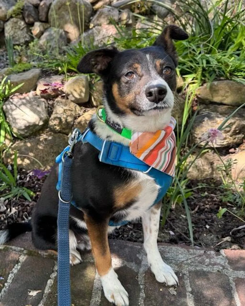 Fi Collar Band - Bright Green