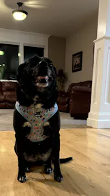 Soft Harness: Ice Cream Dreams-75 Licks