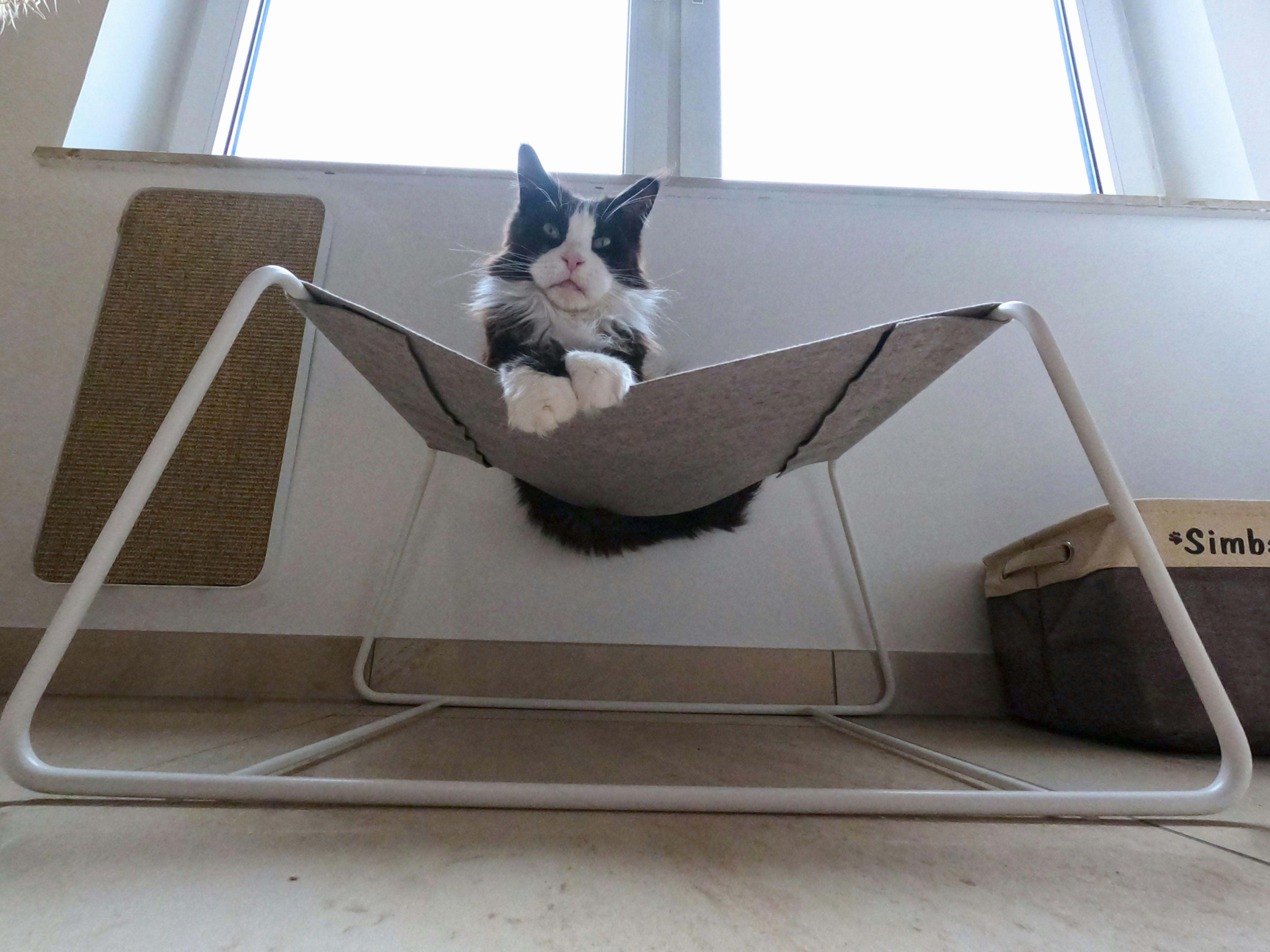 cat hammock with stand