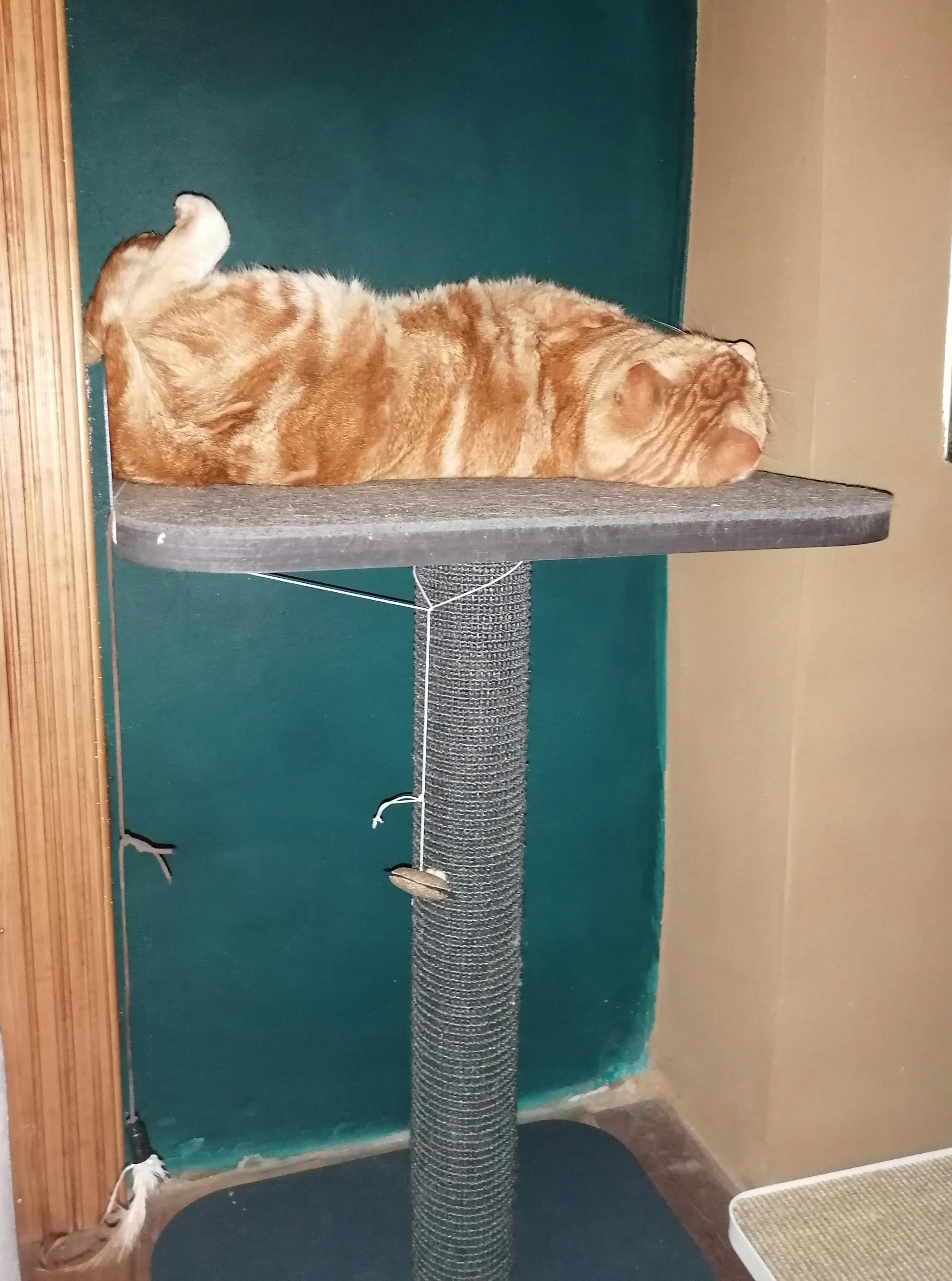 smart cat tree