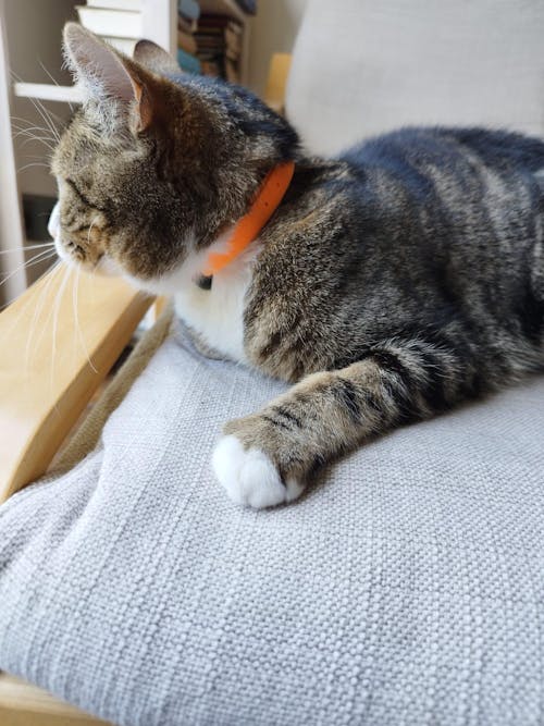 NEMO AirTag Katzenhalsband (Silikon)