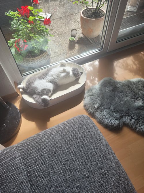 SCRATCHBED Kartonbett