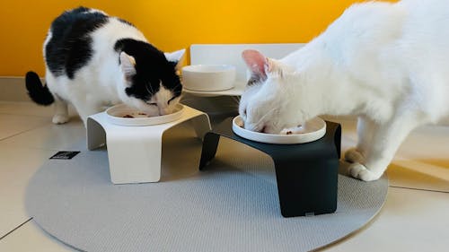 DELI Katzennapf erhöht