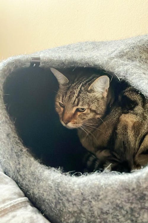 PEBBLE Katzenhöhle aus Filz