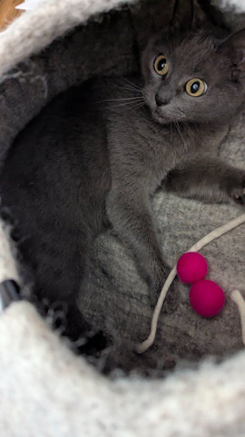 PEBBLE Katzenhöhle aus Filz