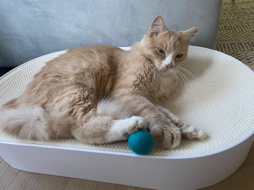 SCRATCHBED Kartonbett