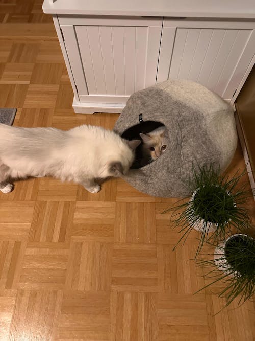 PEBBLE Katzenhöhle aus Filz