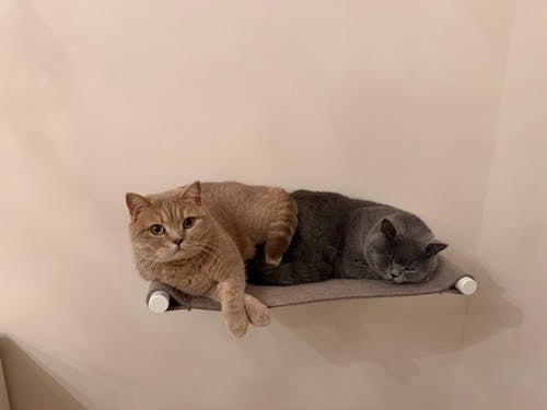 SWING Katzenhängematte