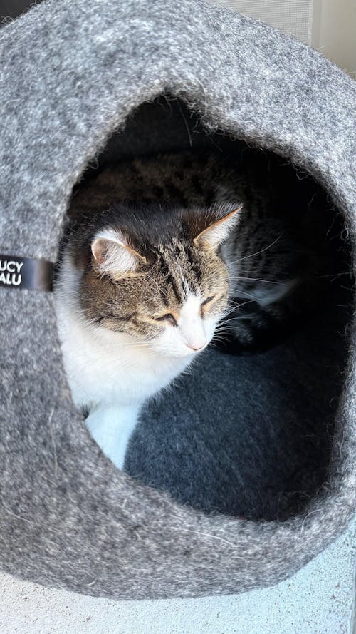 PEBBLE Katzenhöhle aus Filz