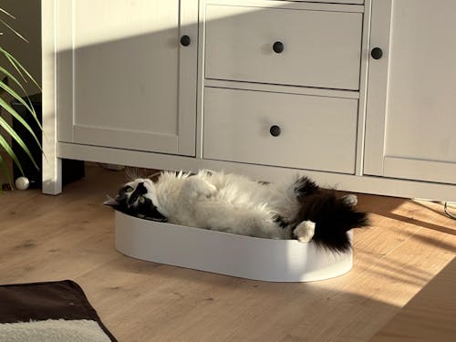 SCRATCHBED Kartonbett