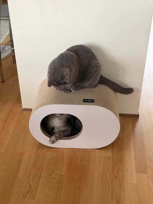 PAPERCAVE Katzenhöhle