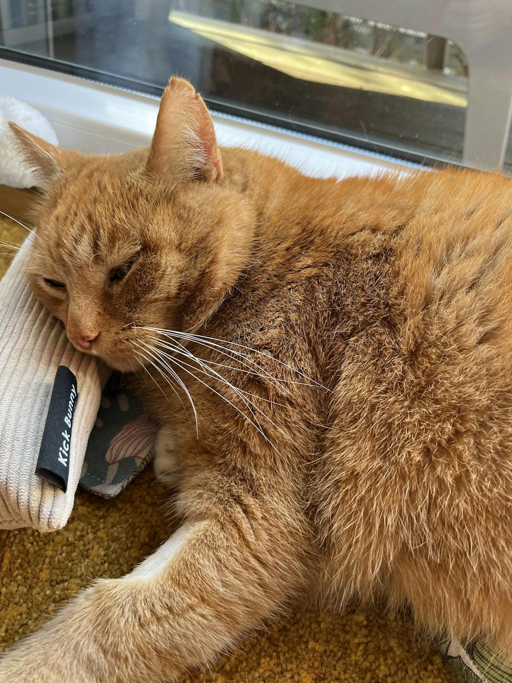 KICK BUNNY Katzenkissen mit Catnip