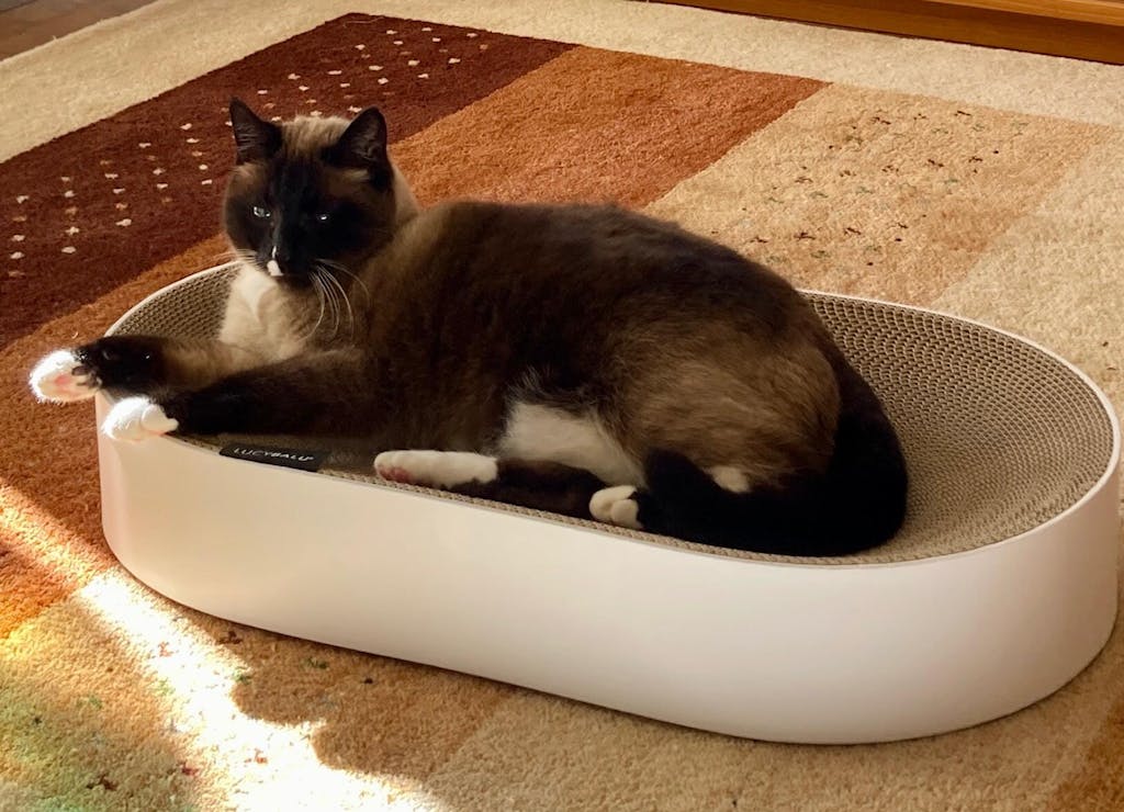 SCRATCHBED Kartonbett