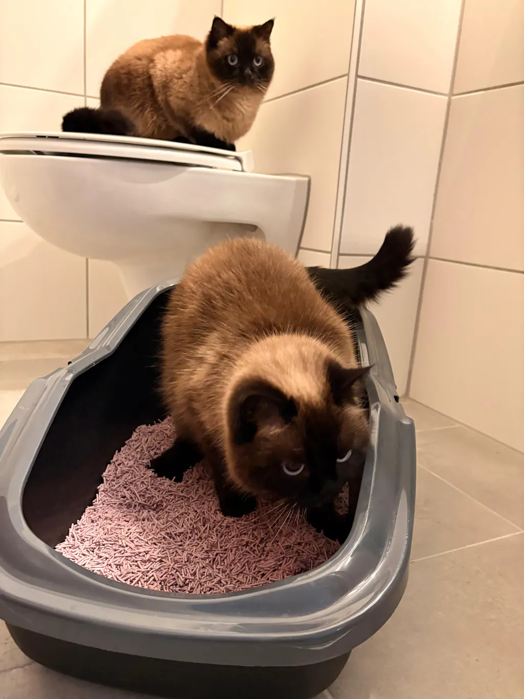 TOFU Katzenstreu