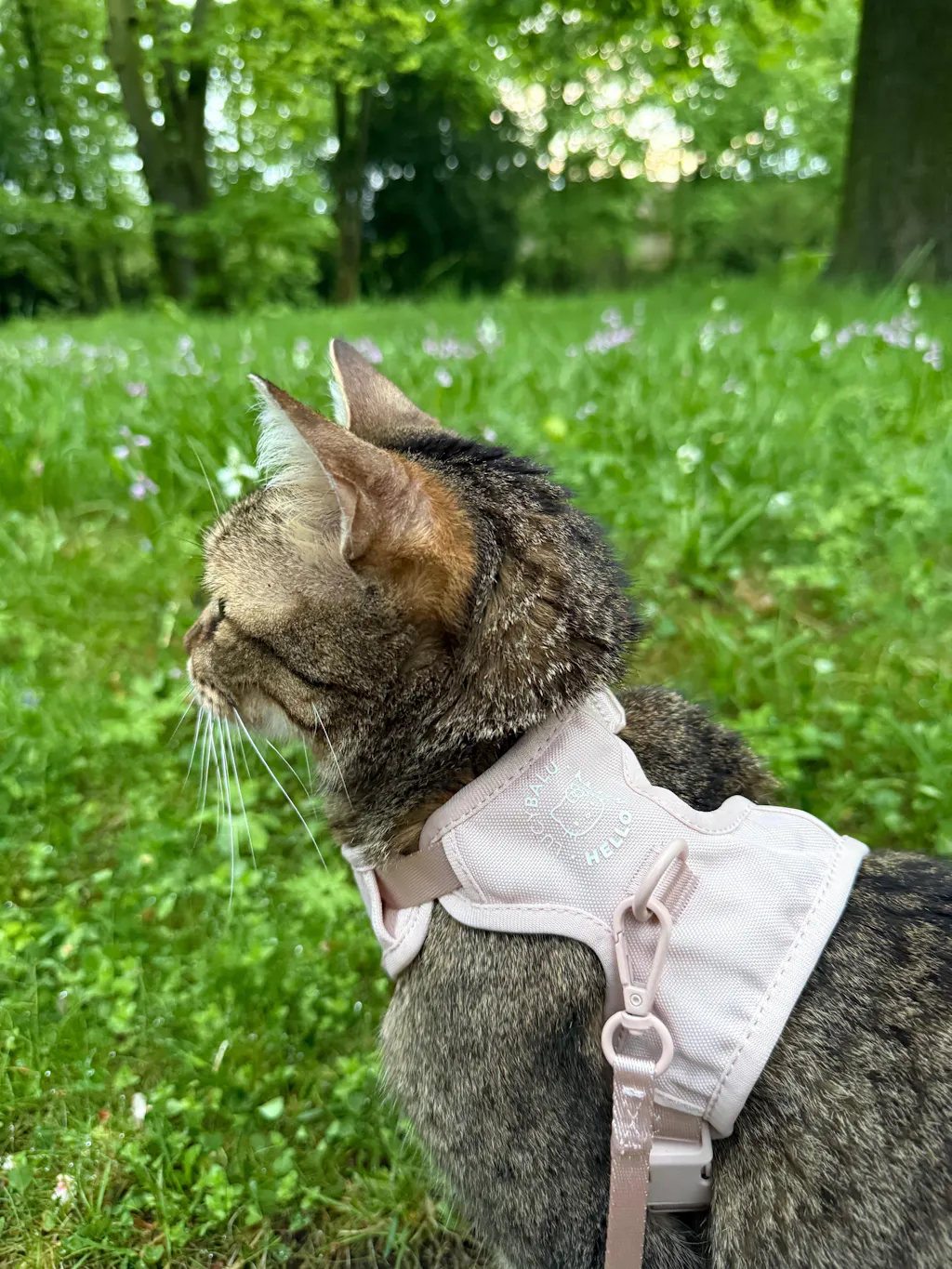 EXPLORER Katzengeschirr - Hello Kitty Edition