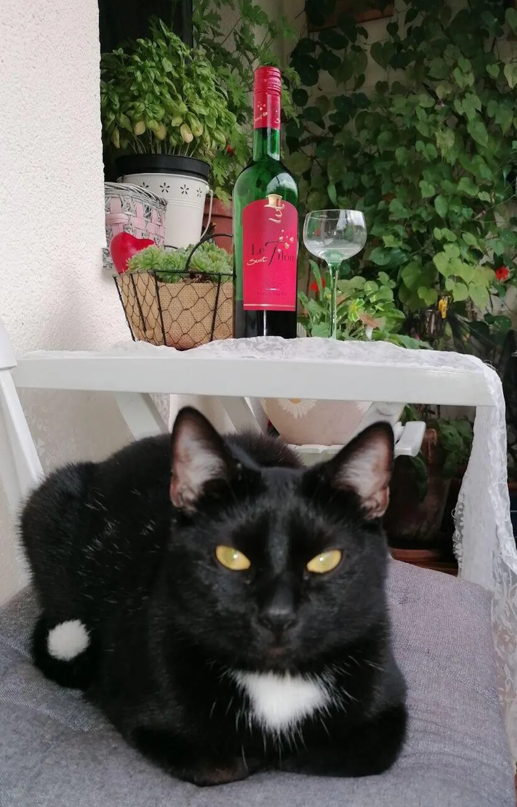 TOFU Katzenstreu