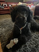 BioThane®-Hundeleinen Set "Petrol"