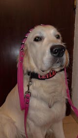 Grace – Deine individuell konfigurierbare Lederleine