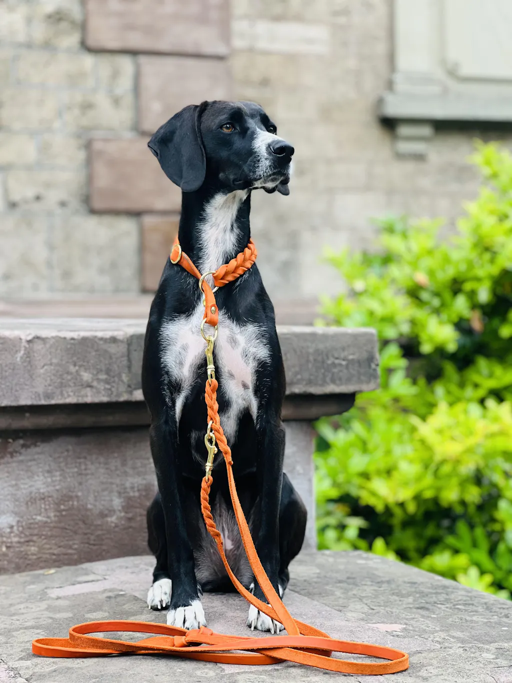 Zugstopp Halsband „Levi“