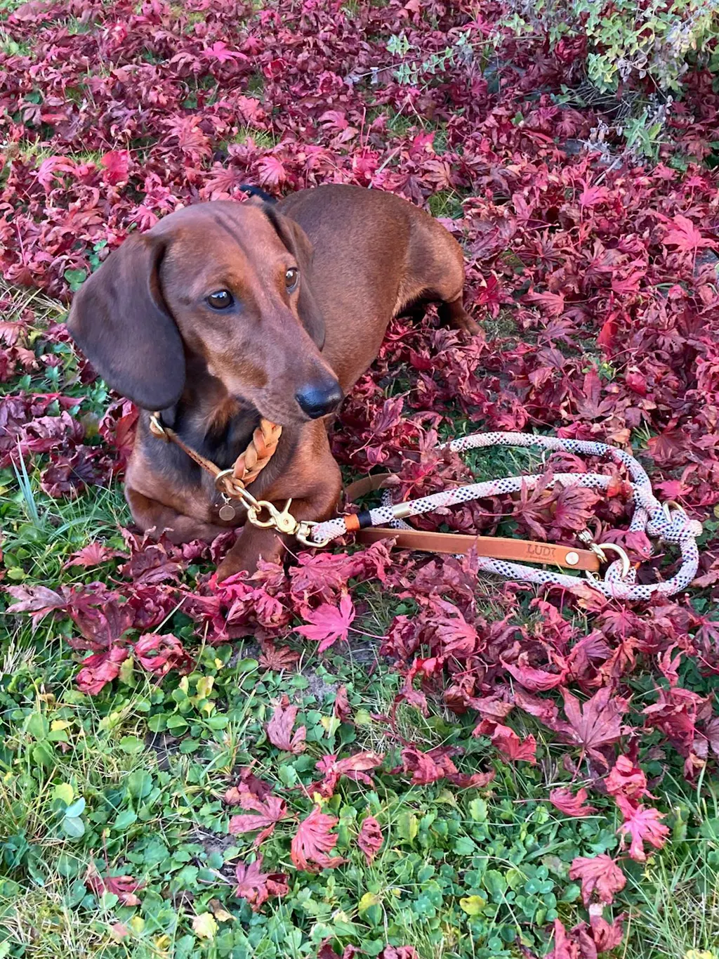 Halsband für Hundemarken "Becci"